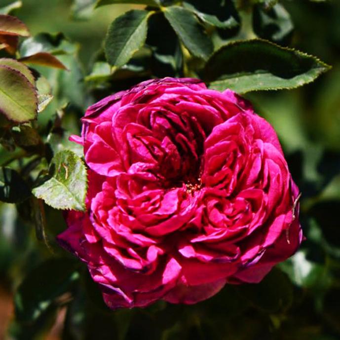 Английская кустовая роза Уильям Шекспир (William Shakespeare) – описание сорта, фото и отзывы садоводов